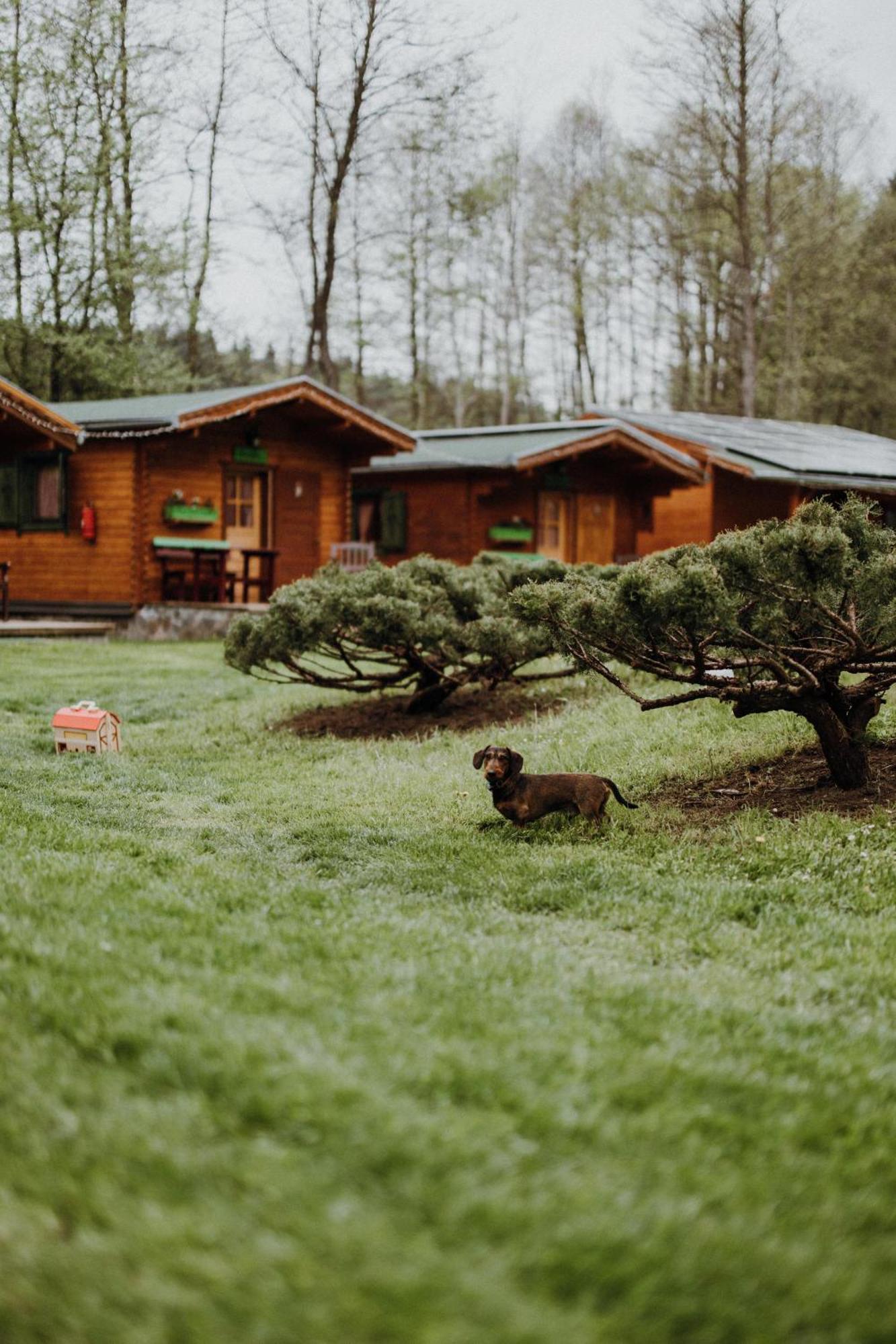 Vidra Park Otel Sicasău Dış mekan fotoğraf
